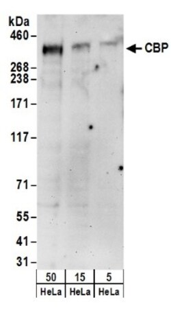 CBP/KAT3A Antibody, Novus Biologicals 0.1mg; Unlabeled:Antibodies, Polyclonal
